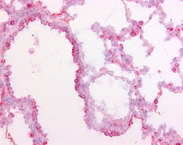Anti Pig Surfactant Protein D Antibody, clone 1.7 thumbnail image 2