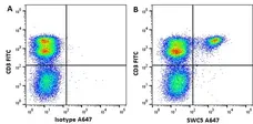 Anti Pig SWC5 Antibody, clone b37c10 gallery image 2