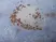Anti Progesterone Antibody, clone 9B4 thumbnail image 1