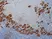 Anti Progesterone Antibody, clone 9B4 thumbnail image 2