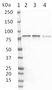Anti Protein Kinase C Alpha Antibody, clone 133 thumbnail image 1