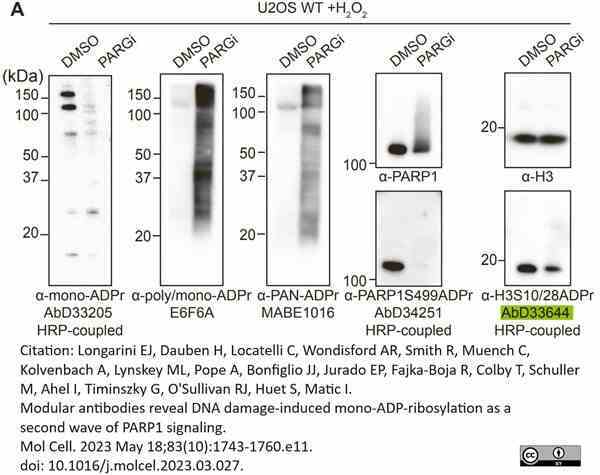 anti H3-S10-ADP-RIBOSE Antibody, clone AbD33644 gallery image 1