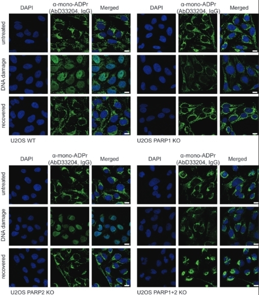 anti Mono-ADP-Ribose Antibody, clone AbD33204 gallery image 1