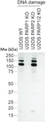 anti Mono-ADP-Ribose Antibody, clone AbD33204 thumbnail image 2