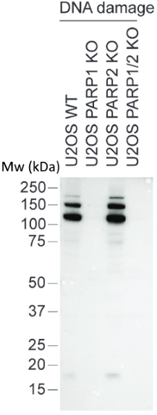 anti Mono-ADP-Ribose Antibody, clone AbD33204 gallery image 2