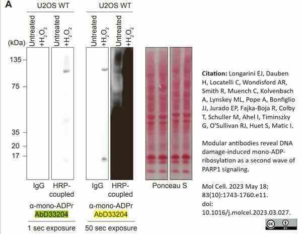 anti Mono-ADP-Ribose Antibody, clone AbD33204 gallery image 4
