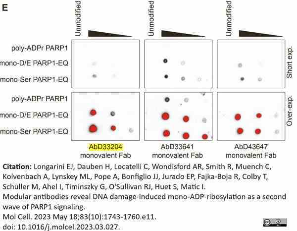 anti Mono-ADP-Ribose Antibody, clone AbD33204 gallery image 5