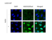 anti Mono-ADP-Ribose Antibody, clone AbD33205 thumbnail image 1