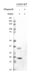 anti Mono-ADP-Ribose Antibody, clone AbD33205 gallery image 2
