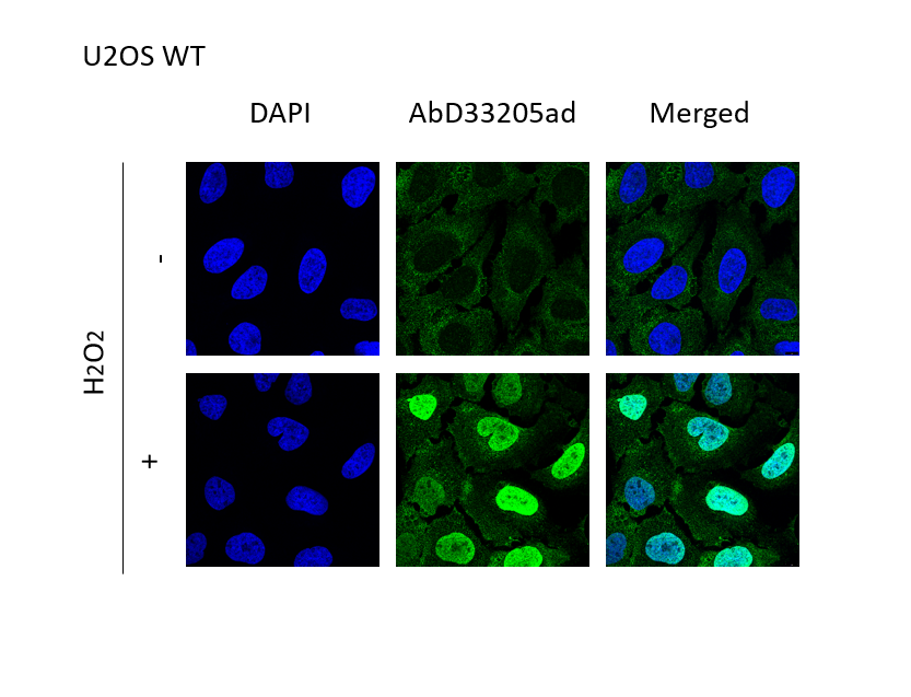 anti Mono-ADP-Ribose Antibody, clone AbD33205ad gallery image 1