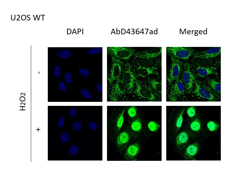 anti Mono-ADP-Ribose Antibody, clone AbD43647 gallery image 1