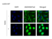 anti Mono-ADP-Ribose Antibody, clone AbD43647 thumbnail image 1