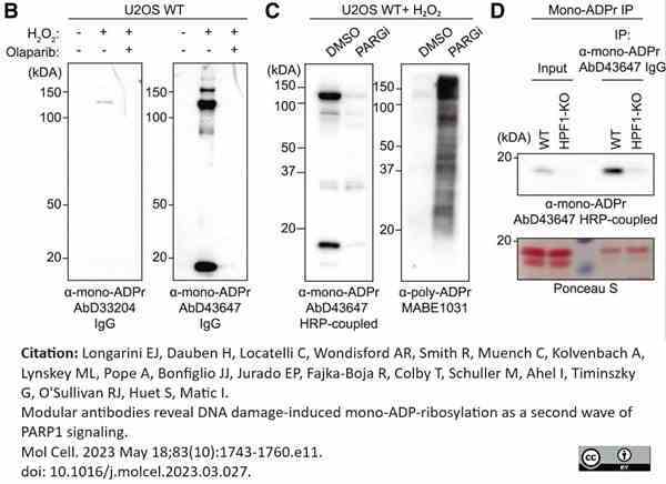 anti Mono-ADP-Ribose Antibody, clone AbD43647 gallery image 2