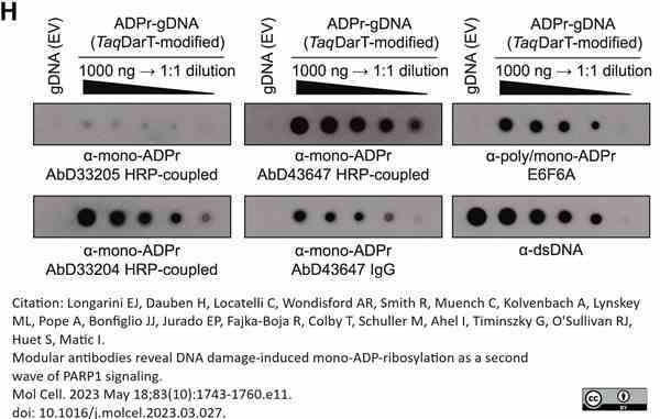 anti Mono-ADP-Ribose Antibody, clone AbD43647 gallery image 3