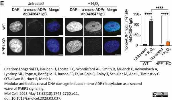 anti Mono-ADP-Ribose Antibody, clone AbD43647 gallery image 4