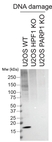 anti PAN-ADP-RIBOSE Antibody, clone AbD33641 thumbnail image 2