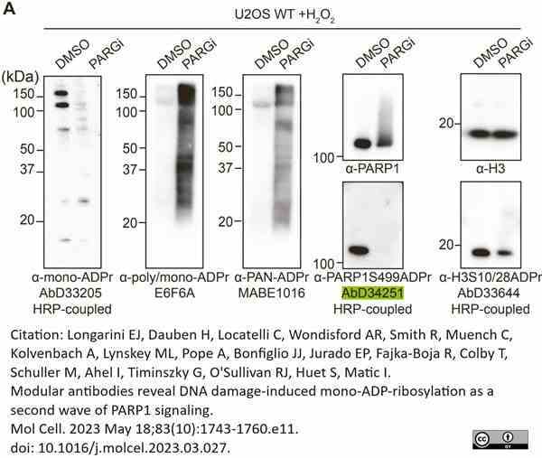 anti PARP1-S499-ADP-RIBOSE Antibody, clone AbD34251 gallery image 1