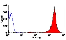 Anti Cryptosporidium Antibody, clone BEL 0126 gallery image 1