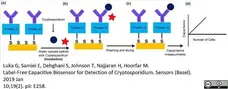 Anti Cryptosporidium Antibody, clone BEL 0126 gallery image 2