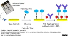 Anti Cryptosporidium Antibody, clone BEL 0126 gallery image 4