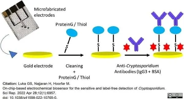 Anti Cryptosporidium Antibody, clone BEL 0126 gallery image 4