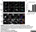 Anti Leishmania LPG (Repeat Epitope) Antibody, clone CA7AE thumbnail image 1