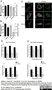 Anti Leishmania LPG (Repeat Epitope) Antibody, clone CA7AE thumbnail image 3