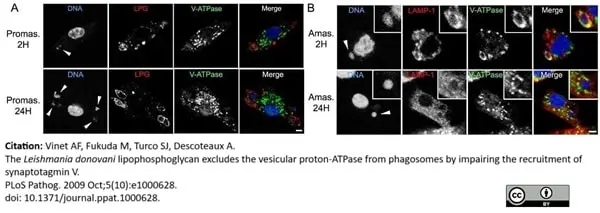 Anti Leishmania LPG (Repeat Epitope) Antibody, clone CA7AE gallery image 5
