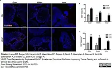 Anti Rabbit CD4 Antibody, clone KEN-4 gallery image 10