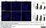 Anti Rabbit CD4 Antibody, clone KEN-4 thumbnail image 10