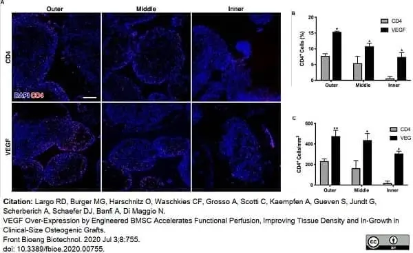 Anti Rabbit CD4 Antibody, clone KEN-4 gallery image 10