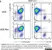 Anti Rabbit CD4 Antibody, clone KEN-4 thumbnail image 5