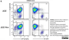 Anti Rabbit CD4 Antibody, clone KEN-4 gallery image 6