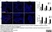 Anti Rabbit CD4 Antibody, clone KEN-4 thumbnail image 6