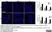 Anti Rabbit CD4 Antibody, clone KEN-4 thumbnail image 9