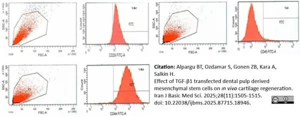Anti Rabbit CD45 Antibody, clone L12/201 gallery image 10