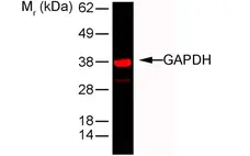 Anti Rabbit GAPDH Antibody, clone 6C5 gallery image 1