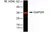 Anti Rabbit GAPDH Antibody, clone 6C5 thumbnail image 1