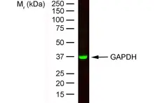 Anti Rabbit GAPDH Antibody, clone 6C5 gallery image 12