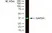 Anti Rabbit GAPDH Antibody, clone 6C5 thumbnail image 12