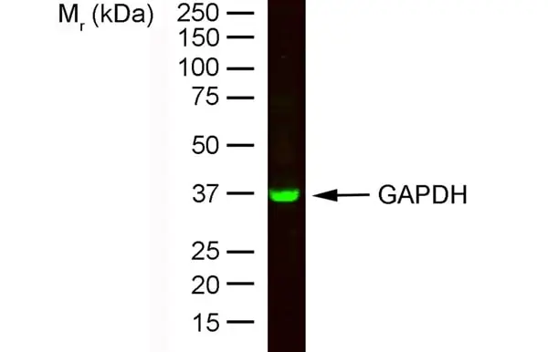 Anti Rabbit GAPDH Antibody, clone 6C5 gallery image 12