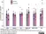 Anti Rabbit GAPDH Antibody, clone 6C5 thumbnail image 13