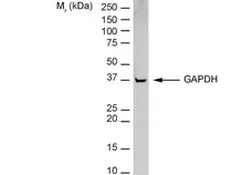 Anti Rabbit GAPDH Antibody, clone 6C5 gallery image 2