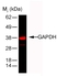Anti Rabbit GAPDH Antibody, clone 6C5 thumbnail image 1