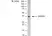 Anti Rabbit GAPDH Antibody, clone 6C5 thumbnail image 2