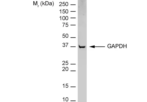 Anti Rabbit GAPDH Antibody, clone 6C5 gallery image 2