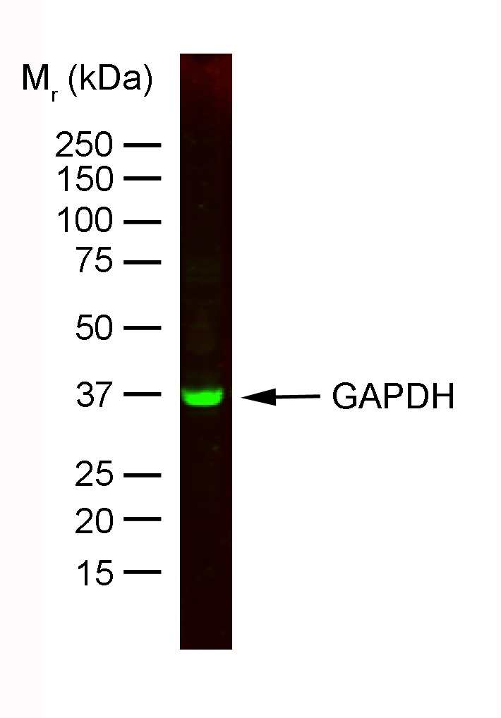 Anti Rabbit GAPDH Antibody, clone 6C5 gallery image 1