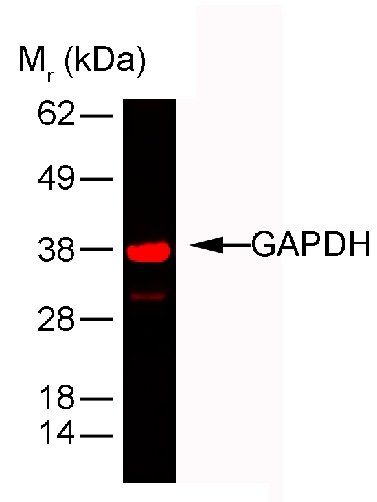 Anti Rabbit GAPDH Antibody, clone 6C5 gallery image 2