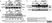 Anti Rabbit GAPDH Antibody, clone 6C5 thumbnail image 4