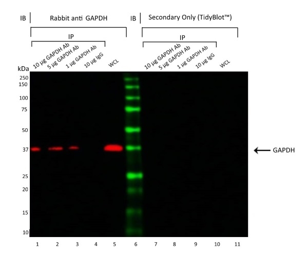 Anti Rabbit GAPDH Antibody, clone 6C5 gallery image 4